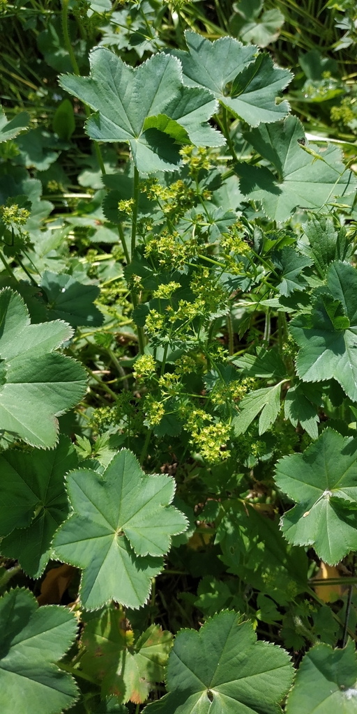 Alchemilla breviloba