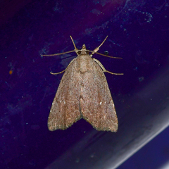 Cutina albopunctella