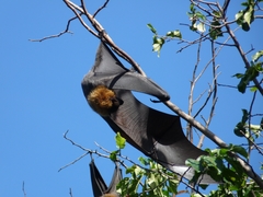 Pteropus poliocephalus