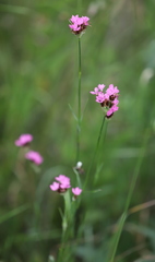 Dianthus andrzejowskianus