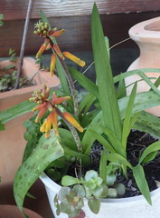 Lachenalia aloides