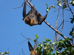 Pteropus poliocephalus