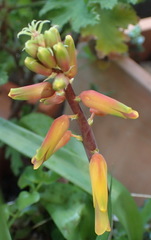 Lachenalia aloides