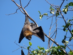 Pteropus poliocephalus