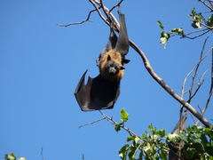 Pteropus poliocephalus