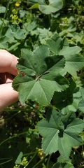 Alchemilla breviloba