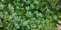 Alchemilla breviloba