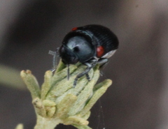 Saxinis deserticola