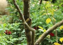 Liocichla steerii