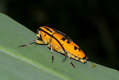 Tragocephala variegata