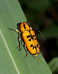 Tragocephala variegata