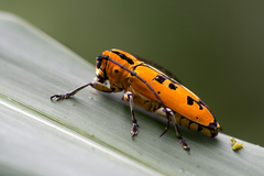 Tragocephala variegata