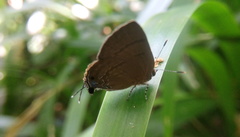 Rapala varuna formosana