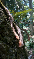 Davallia trichomanoides