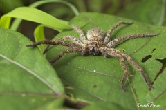 Heteropoda pingtungensis