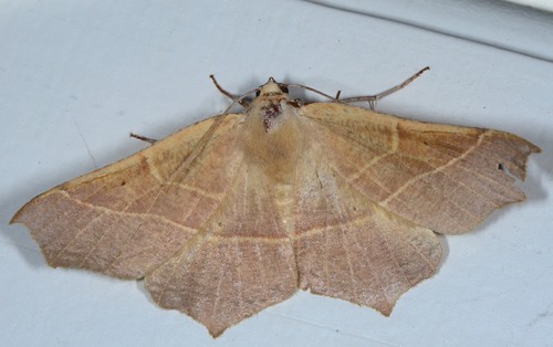 Elegant Thorn photo 3