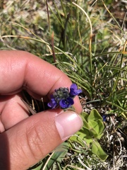 Veronica bellidioides