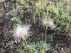 Clematis hirsutissima