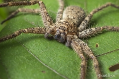 Heteropoda pingtungensis