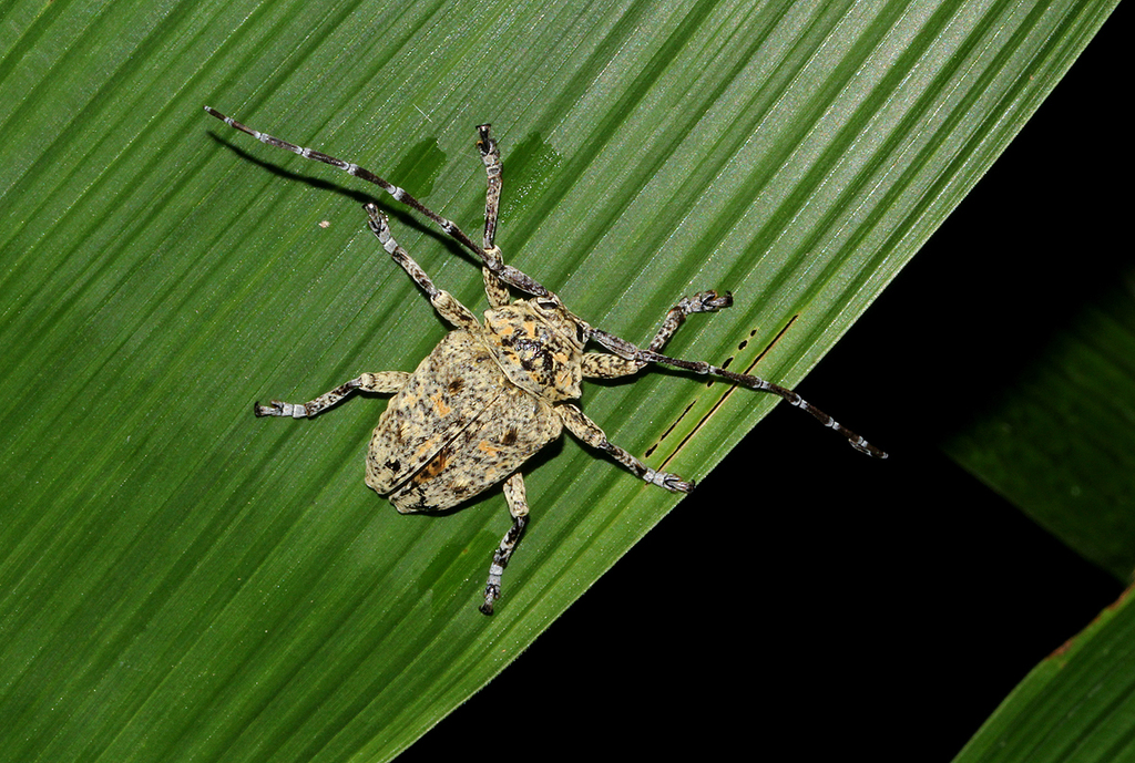 Dichostates tabularis