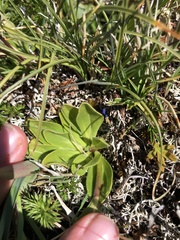 Veronica bellidioides