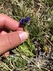 Veronica bellidioides