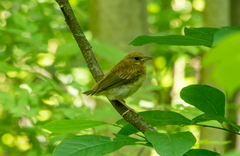 Catharus fuscescens