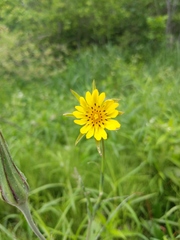 Tragopogon × crantzii