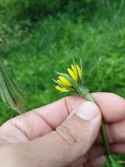 Tragopogon × crantzii