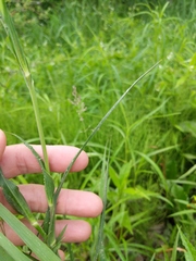Tragopogon × crantzii