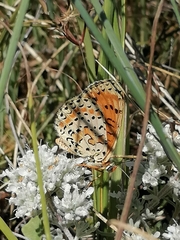 Melitaea didyma