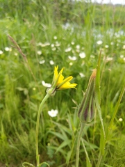 Tragopogon × crantzii