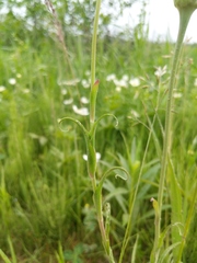 Tragopogon × crantzii