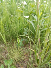 Tragopogon × crantzii