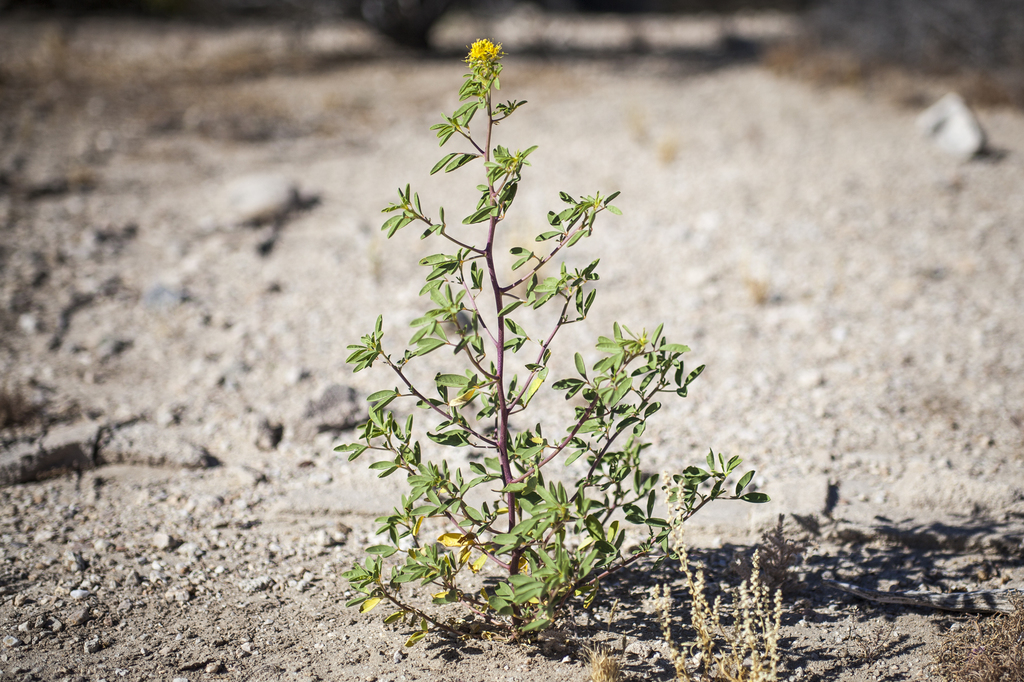 Jackassclover (Edible Plants of Arizona) · iNaturalist