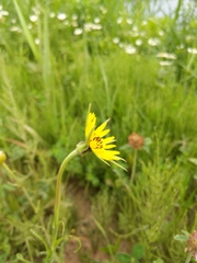 Tragopogon × crantzii
