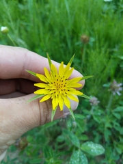 Tragopogon × crantzii