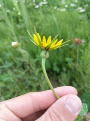 Tragopogon × crantzii