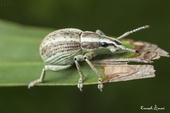 Parapionus varicolor
