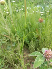 Tragopogon × crantzii