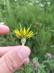 Tragopogon × crantzii