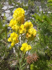 Linaria