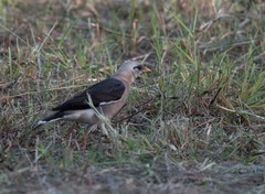 Acridotheres leucocephalus