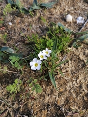 Oxalis pusilla