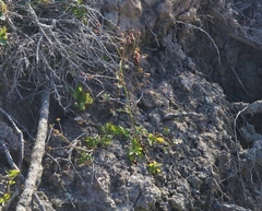 Sanicula hoffmannii
