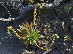 Dudleya candelabrum