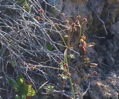 Sanicula hoffmannii
