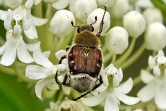Trichiotinus piger