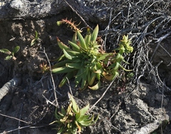 Dudleya candelabrum