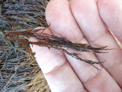 Cryptosiphonia woodii